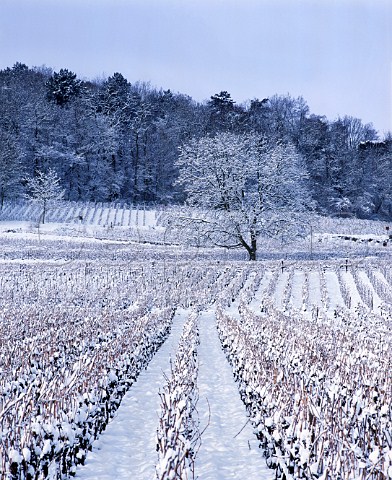 Snow blankets a vineyard at Verzy on the   Montagne de Reims Marne France  Champagne