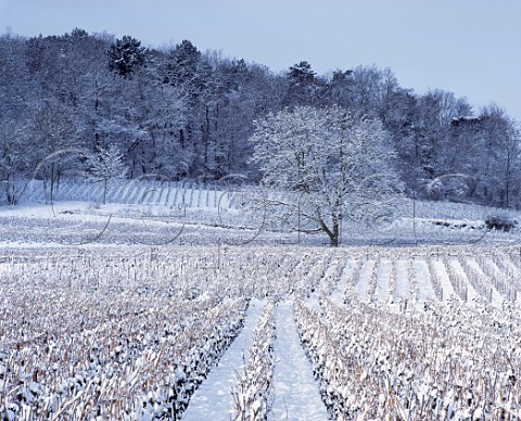 Snow blankets a vineyard at Verzy on the Montagne de   Reims France Champagne