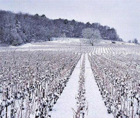 Snow blankets a vineyard at Verzy on the Montagne de Reims Marne France Champagne
