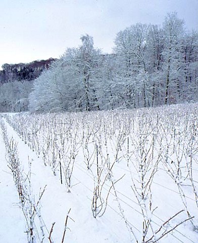 Snow blankets a vineyard at Verzy on the Montagne de   Reims France Champagne