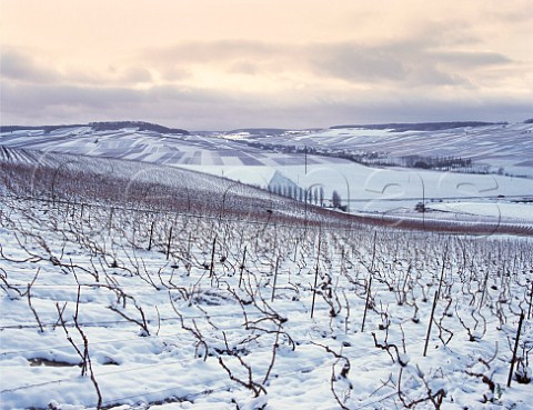 Winter view over vineyards near Cuis with village of Mancy in distance  Marne France  Champagne