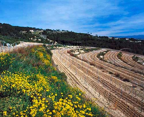 New terraced vineyard of Chteau de Pibarnon   La CadiredAzur Var France   AC Bandol