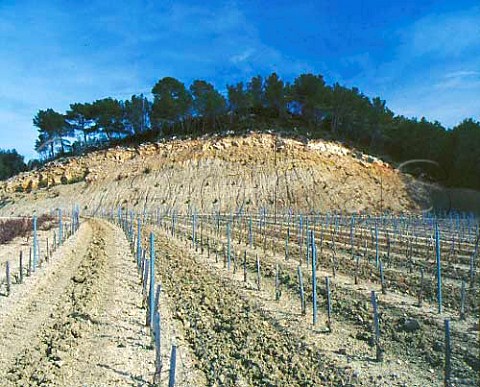 Vineyard hewn out of the hillside at    Chteau de Pibarnon La CadiredAzur Var France   AC Bandol
