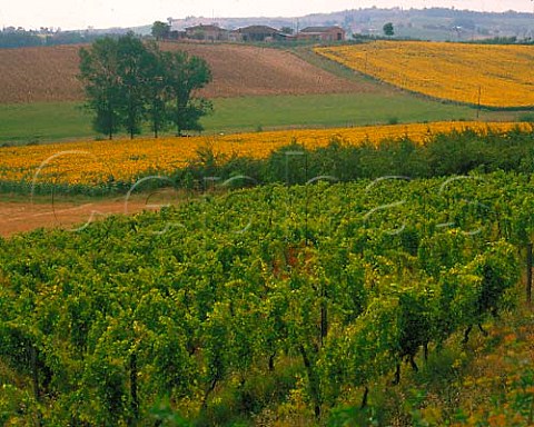 Vineyard and sunflowers near MontpzatdeQuercy   TarnetGaronne France Coteaux du Quercy