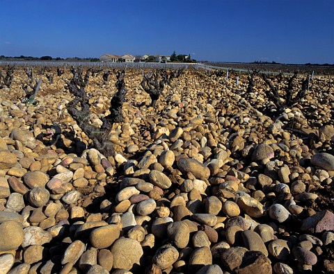Large stones galettes in vineyard of    Chteau de Beaucastel Courthzon Vaucluse France   AC ChteauneufduPape