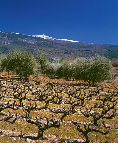 Vineyard and olive grove in the early spring with Mont Ventoux 1909m beyond SteColombe Vaucluse France Ctes du Ventoux