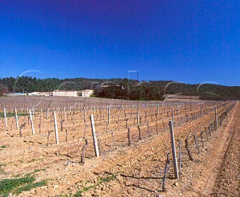 Vineyard by Chteau Val Joanis Pertuis Vaucluse   France   Ctes du Luberon