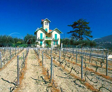 Vineyard of La Capricciosa in the early spring   StRomandeBellet near Nice CtedAzur France    AC Bellet