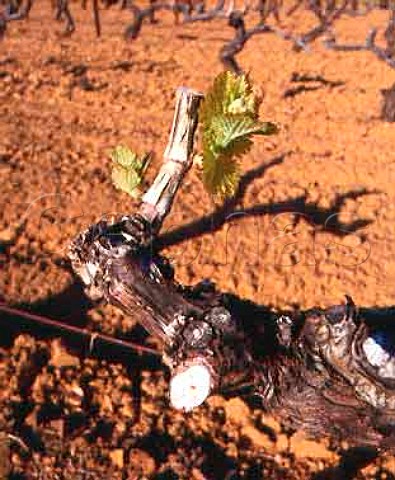 The first leaves of Spring late March in vineyard   at La LondelesMaures Var France      AC Cte de Provence