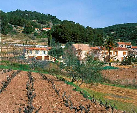 Vineyard near Bandol Var France   AC Bandol