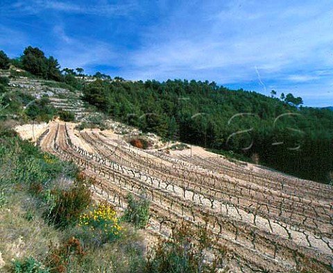 Terraced vineyard in the early spring at   Chteau de Pibarnon La CadiredAzur Var France   AC Bandol