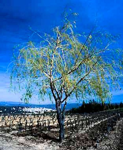 Vineyard in the early Spring near La CadieredAzur   Var France AC Bandol