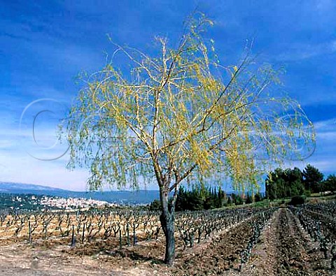 Vineyard in the early spring near La CadiredAzur   Var France    AC Bandol