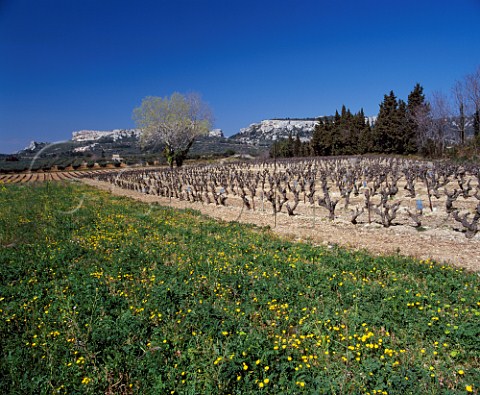 Vineyard of Mas SteBerthe at the foot of the Chaine   des Alpilles  Les Baux deProvence   BouchesduRhone France AC Coteaux   dAixenProvence les Baux