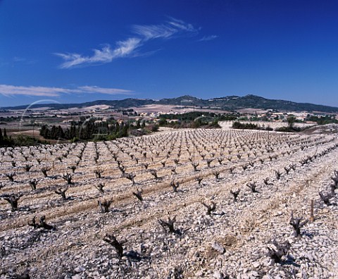 Vineyards in early spring on the limestone soil of Tavel Gard France AC Tavel
