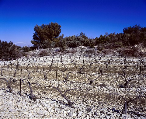 Vineyard on the the white stoney soil of Tavel   Gard France  AC Tavel