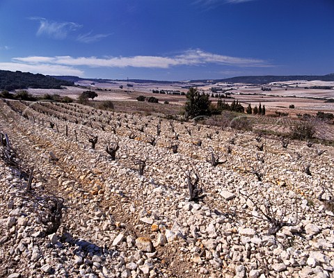 Vineyard on the the white stoney soil of Tavel   Gard France  AC Tavel