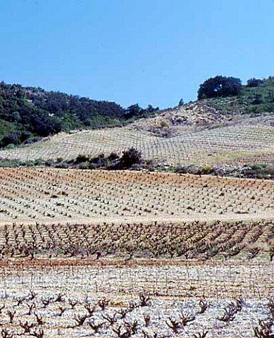 Vineyards on the the white stoney soil of Tavel   Gard France  AC Tavel