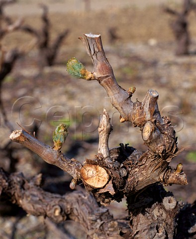 Budbreak late March in vineyard of Mas Jullien   Jonquires Hrault France  Coteaux du Languedoc