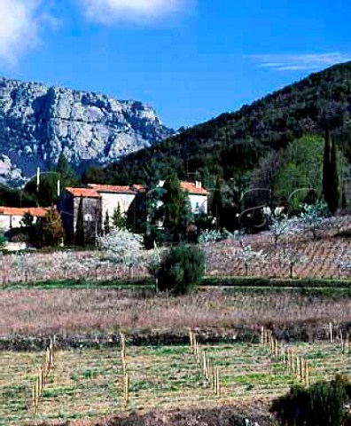 Early spring in vineyards of the Orb Valley near   Tarassac Hrault France