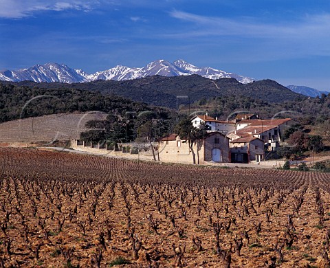 Vineyards near Millas with the Massif du Canigou in distance PyrnesOrientales France   AC Ctes du Roussillon