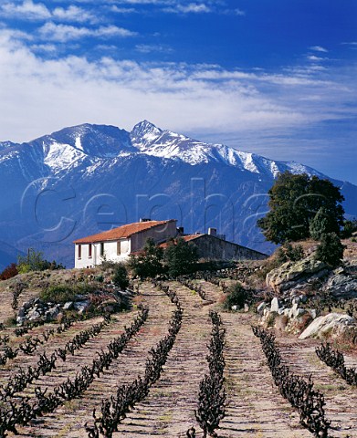 Vineyard in the hills above Vinca with the Massif du Canigou 2784m in distance PyrnesOrintales France Ctes du Roussillon