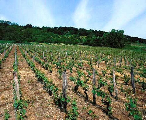Vineyard at Bruley near Toul Lorraine France    VDQS Ctes de Toul