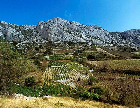 Vineyards near Tautavel PyrnesOrientales  France  ACs Ctes du RoussillonVillages    Rivesaltes