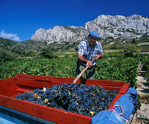 Harvesting Grenache grapes in vineyard at Tautavel PyrnesOrientales France   Ctes du RoussillonVillages  Rivesaltes
