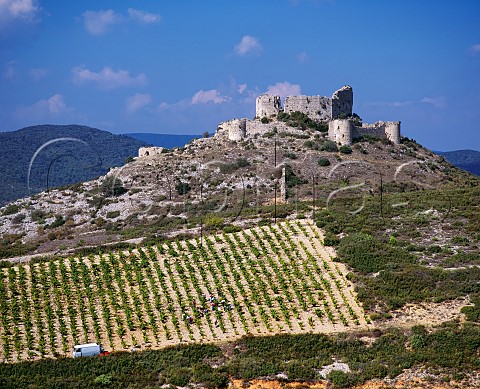 Harvesting in vineyard below Chteau dAguilar   Tuchan Aude France Fitou