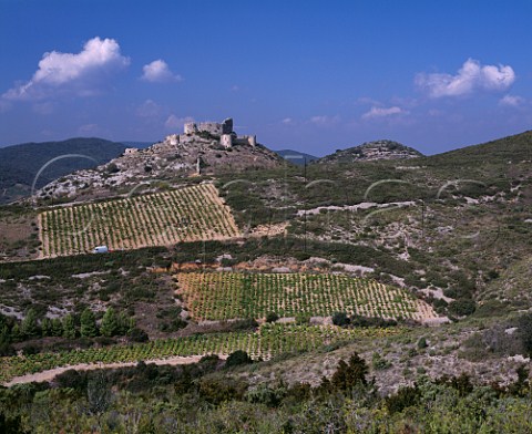 Harvesting in vineyard below Chteau dAguilar   Tuchan Aude France AC Fitou