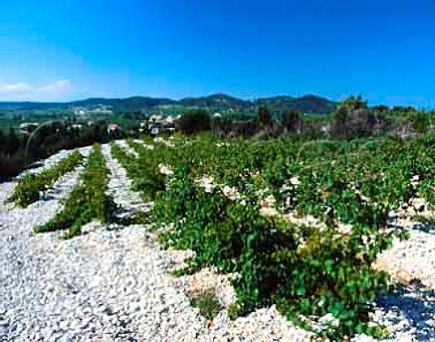 Vineyard on the white stony soil of Lirac Gard   France   AC Lirac