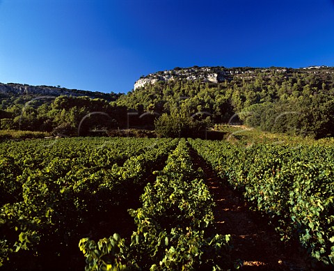 Vineyards below the Dent de Marcoule at Chusclan   Gard France  AC Ctes du RhneVillages