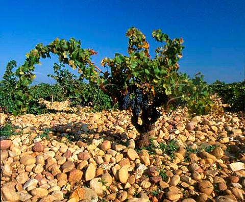 Vines on the typical stony soil at Courthzon   Vaucluse France  AC ChteauneufduPape