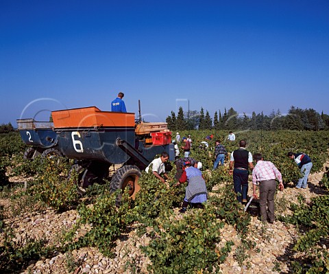 Harvesting Picpoul grapes in vineyard of Chateau de   MontRedon ChateauneufduPape Vaucluse France