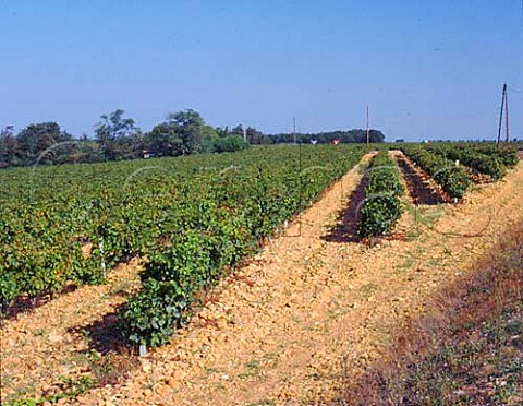Syrah vineyard trained on wires at Chateau de   MontRedon ChateauneufduPape Vaucluse France