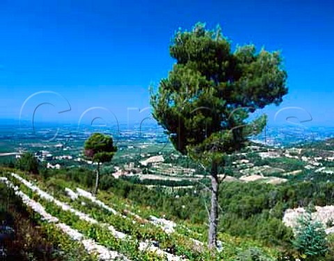 Terraced vineyards high on the slopes of the   Dentelles de Montmirail above Gigondas Vaucluse   France  AC Gigondas