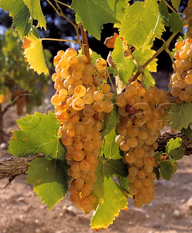 Muscat Blanc  Petits Grains grapes  BeaumesdeVenise Vaucluse France