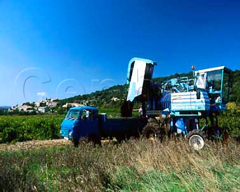 Emptying Syrah grapes from harvesting machine at   Bidon Ardeche France VDQS Cotes du Vivarais
