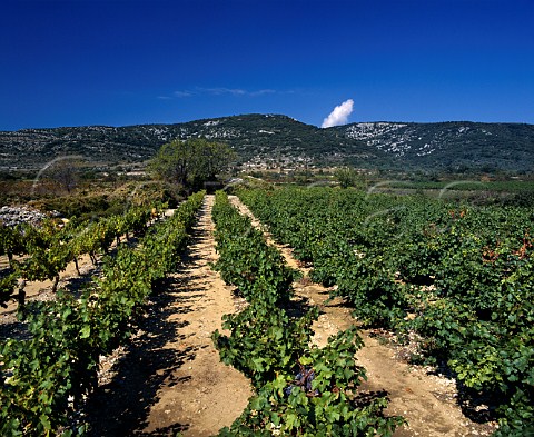 Vineyard at StRemze Ardche France   VDQS Ctes du Vivarais
