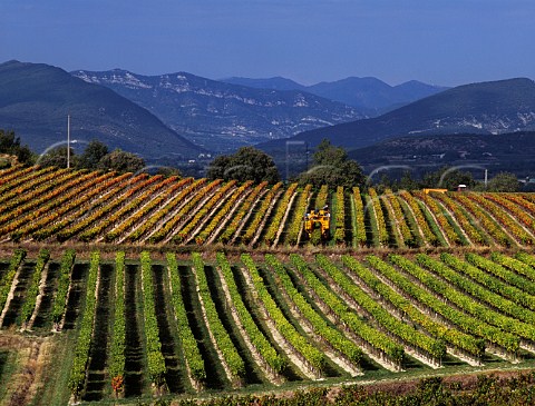 Machine harvesting of Grenache grapes for the cooperative at Valras Vaucluse France Ctes du RhneVillages