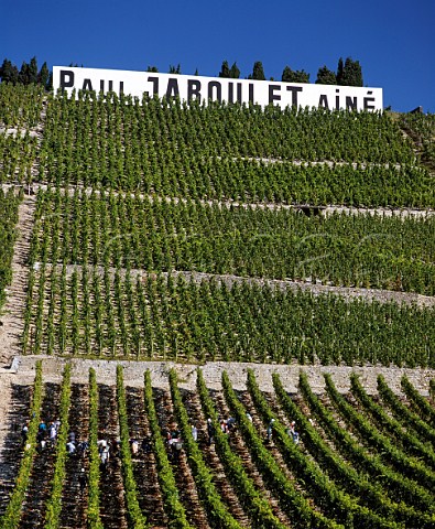 Harvesting Syrah grapes in vineyard of Paul Jaboulet An on the hill of Hermitage TainlHermitage France