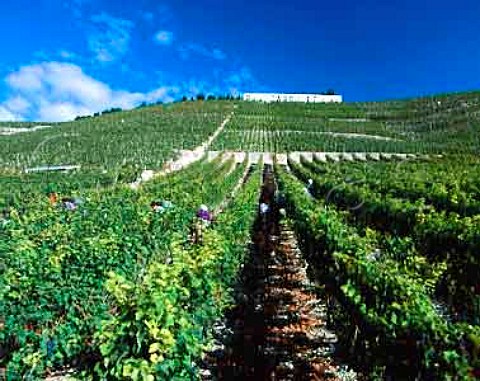 Harvesting Syrah grapes in vineyard of Paul Jaboulet Ain on the hill of Hermitage TainlHermitage   France