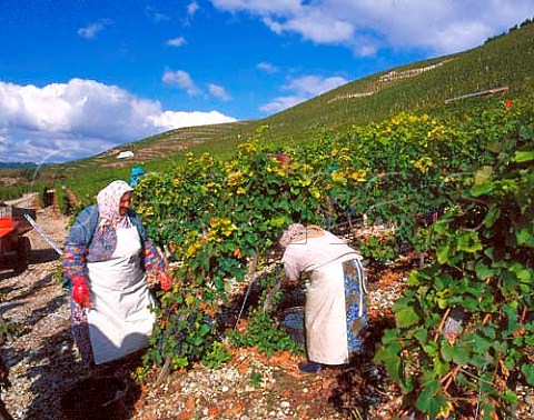 Harvesting Syrah grapes in vineyard of   Paul Jaboulet Aine on the hill of Hermitage   TainlHermitage Drme France