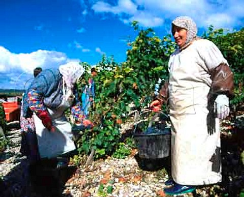 Harvesting Syrah grapes in vineyard of   Paul Jaboulet An on the hill of Hermitage   TainlHermitage Drme France   AC Hermitage