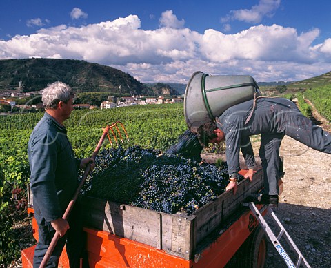 Harvesting Syrah grapes in vineyard of Paul Jaboulet Ain on the hill of Hermitage TainlHermitage Drme France Hermitage