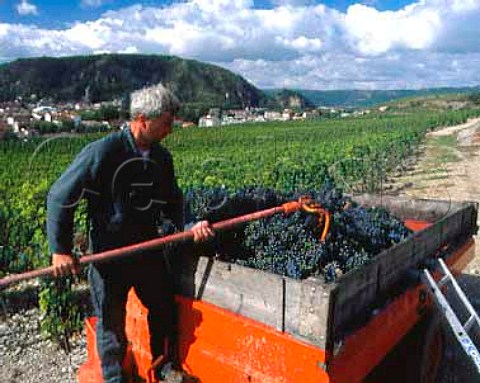 Harvesting Syrah grapes in vineyard of Paul Jaboulet Ain on the hill of Hermitage TainlHermitage   France