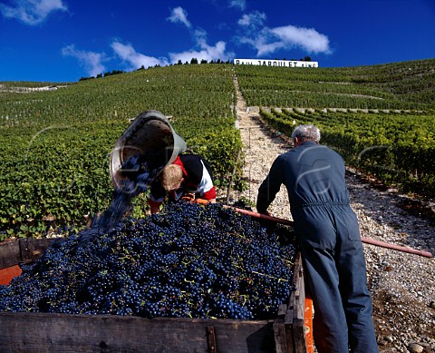 Harvesting Syrah grapes in vineyard of Paul Jaboulet   Ain on the hill of Hermitage TainlHermitage   Drme France
