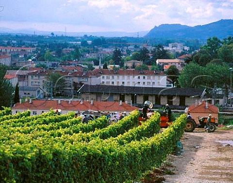 Harvesting Syrah grapes in vineyard of   Paul Jaboulet Ain on the hill of Hermitage   TainlHermitage Drme France