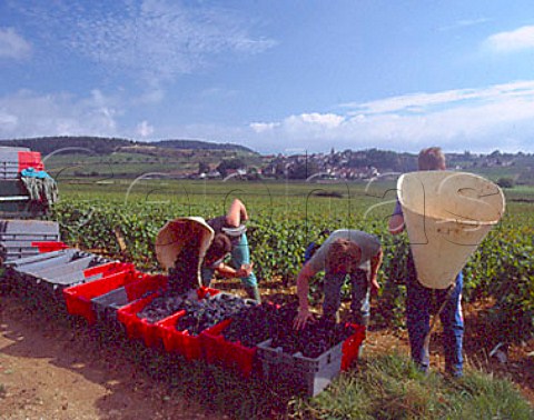 Harvesting Pinot Noir grapes in Les Duresses   vineyard at Monthelie Cote dOr France  Cote de   Beaune